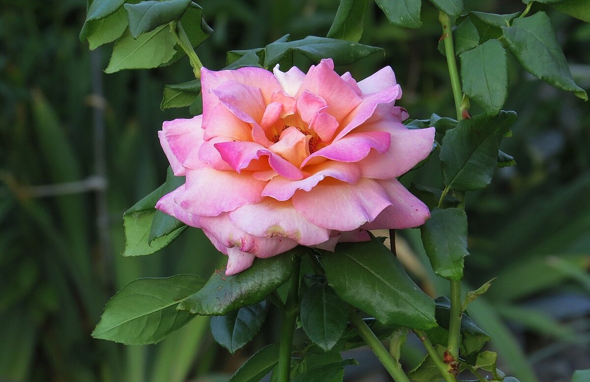 Осень, осень ... 4 - Natali 