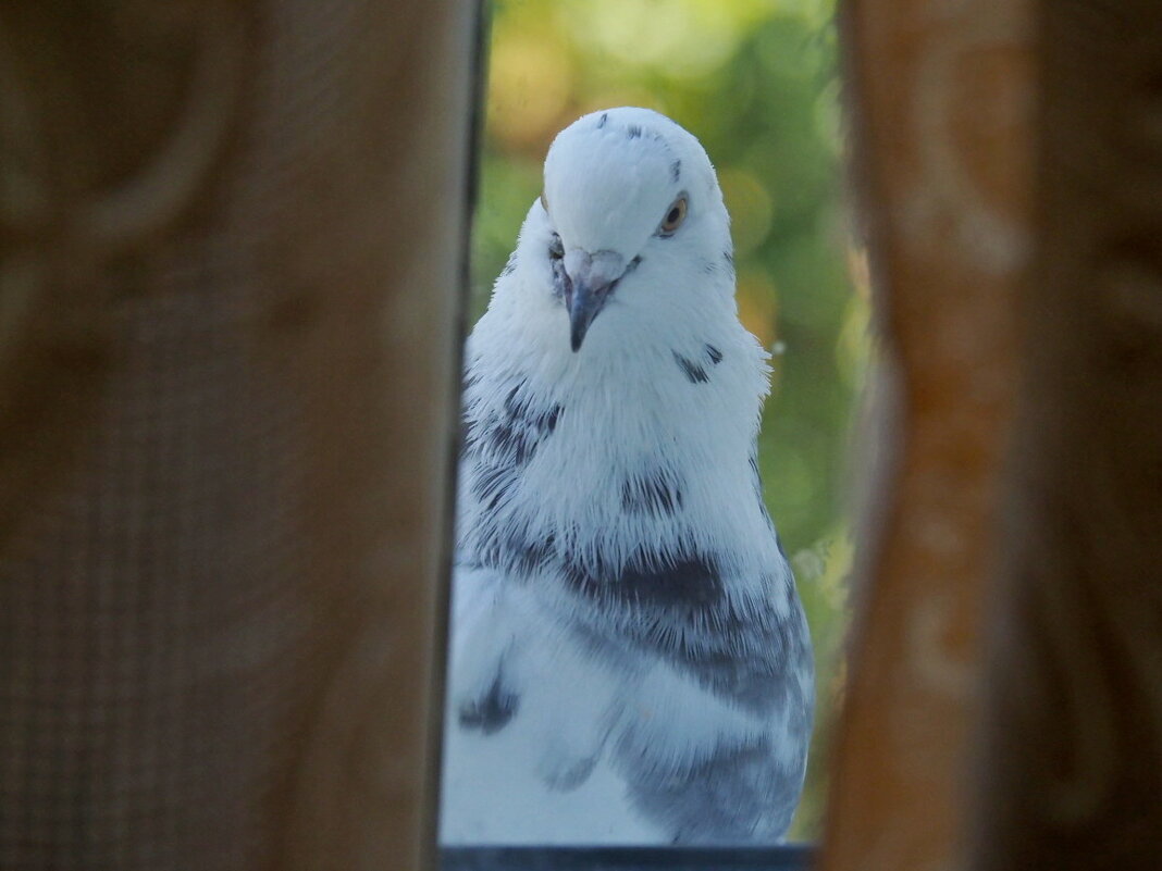 В гости можно? - Игорь Волков