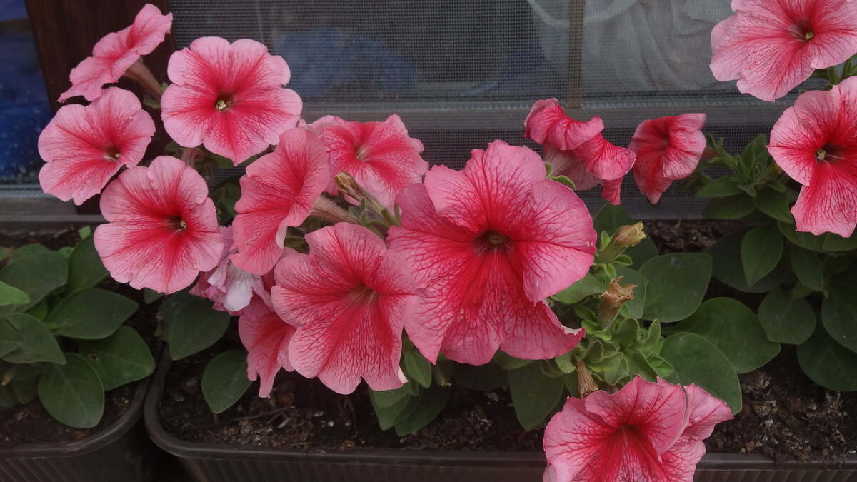 ПЕТУНИИ - СЕРГЕЙ ФИЛОЧКИН