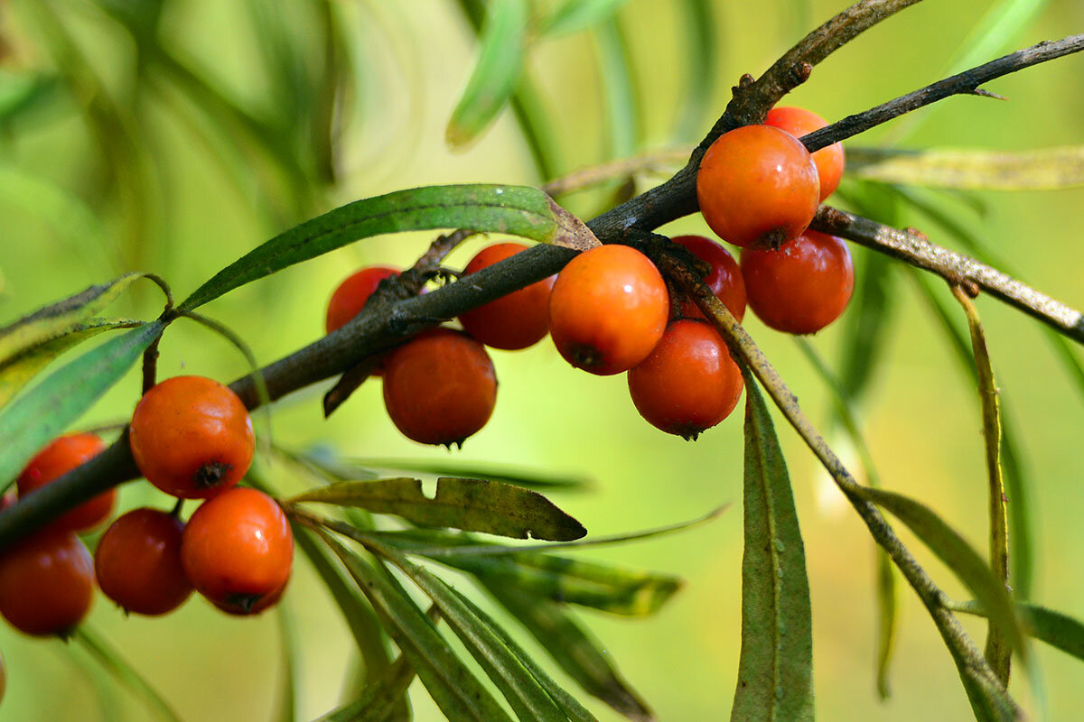 Облепиха - Геннадий Супрун
