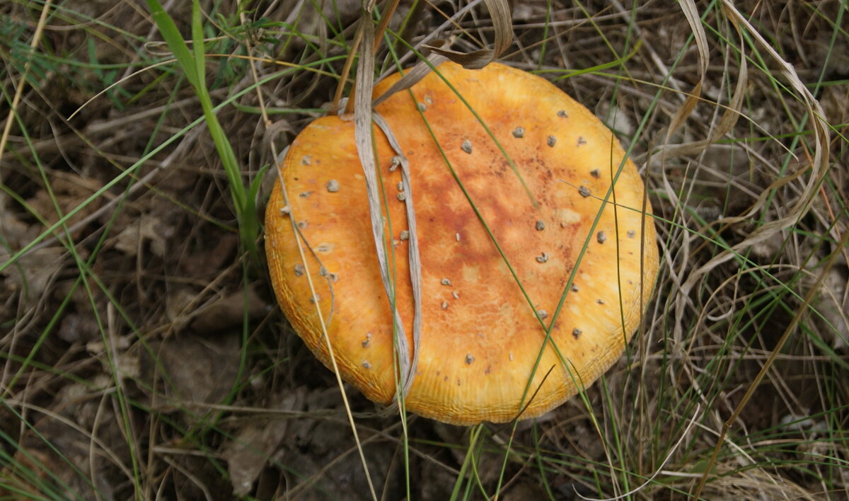 Мухомор увядающий. - сергей ермошкин