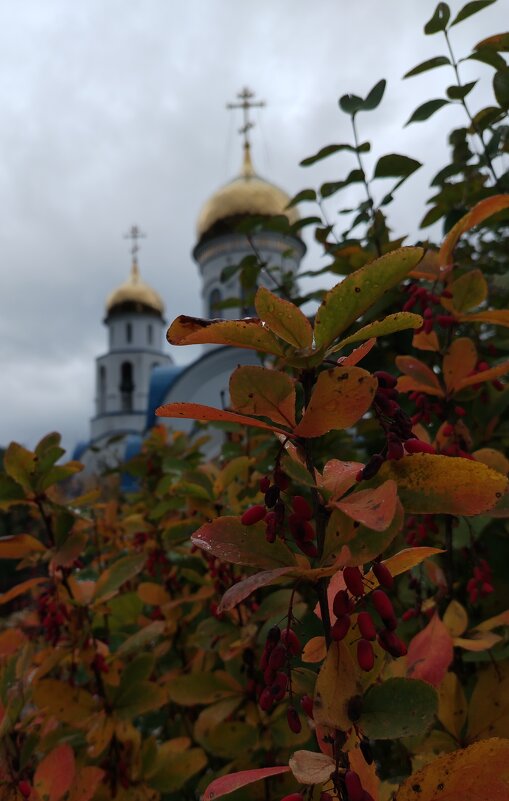 барбарис - Алексей Ильичёв
