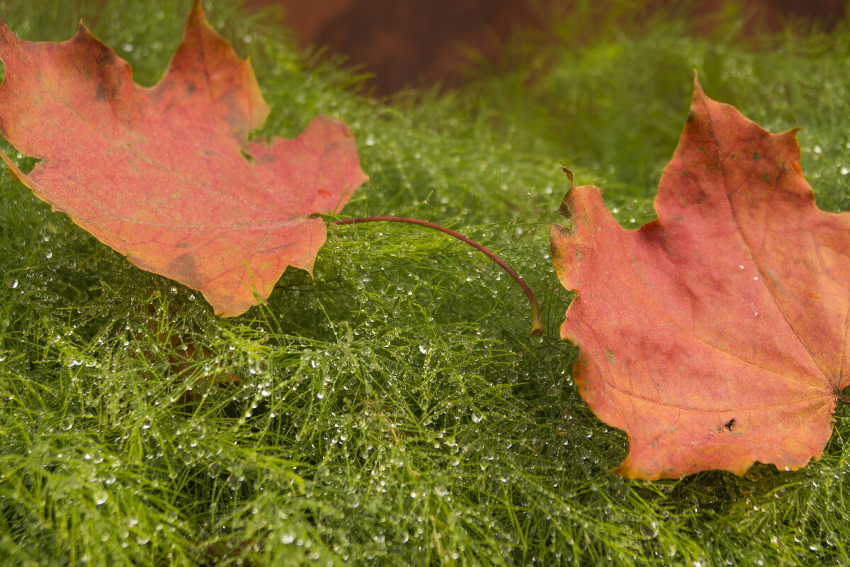 Осенние листья - Сергей Ц