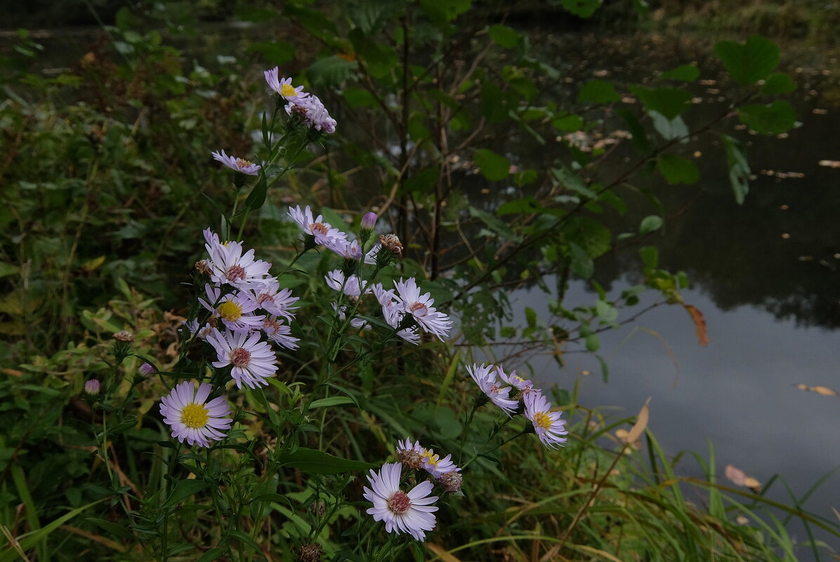Сентябринки, сентябринки хрупкой прелести дыханье. - Люба 