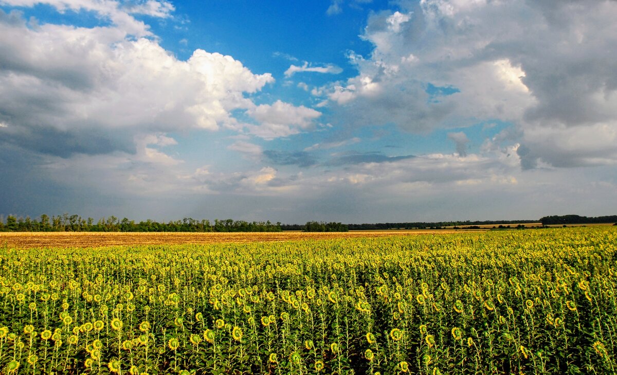 Лето. - Владимир 