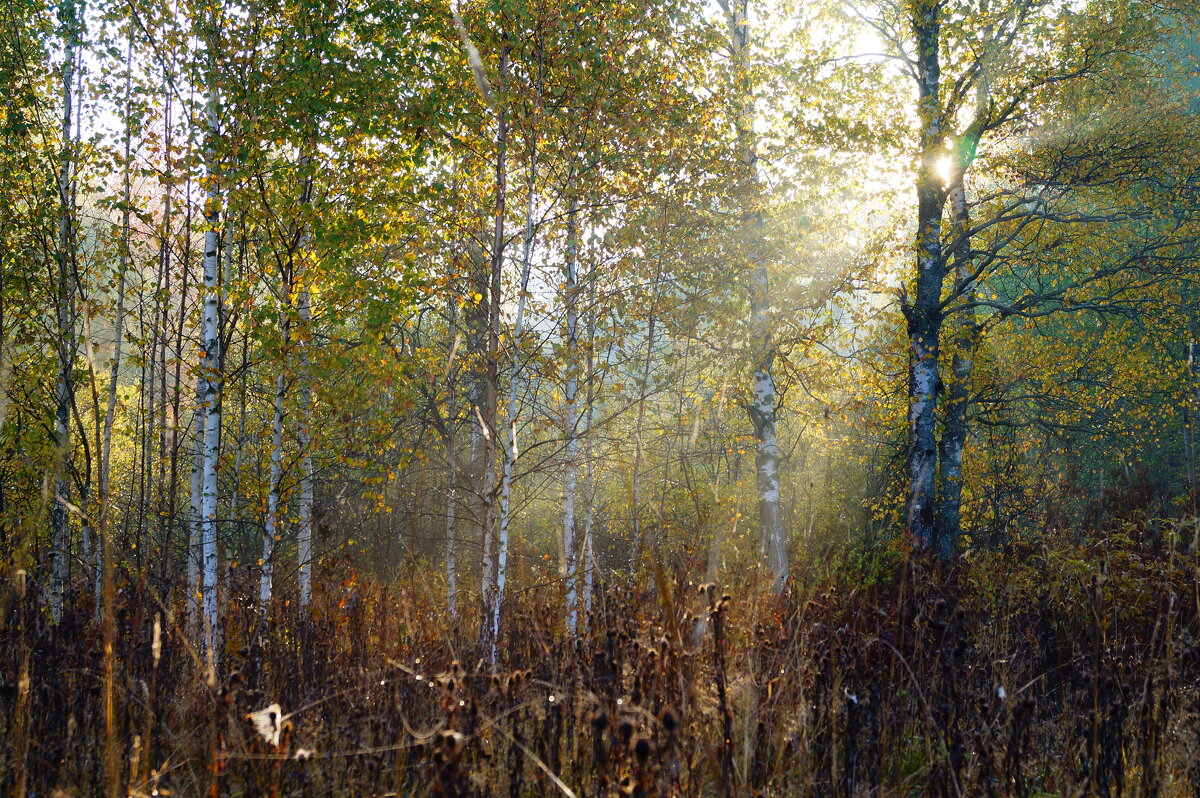 Туманное утро - Сергей Ц