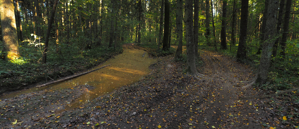 По Лесгым Дорожкам - юрий поляков