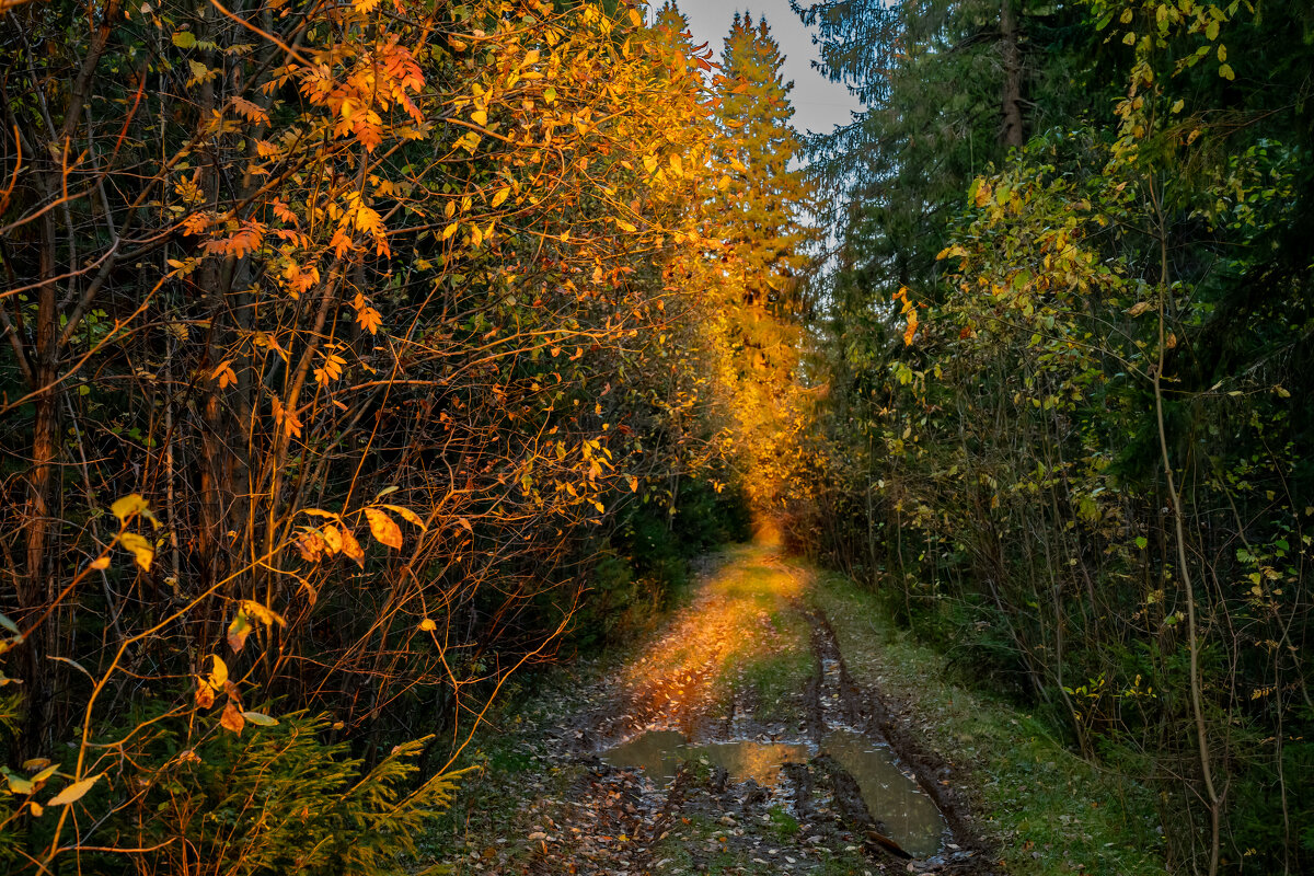 Золотая осень - Владимир VS