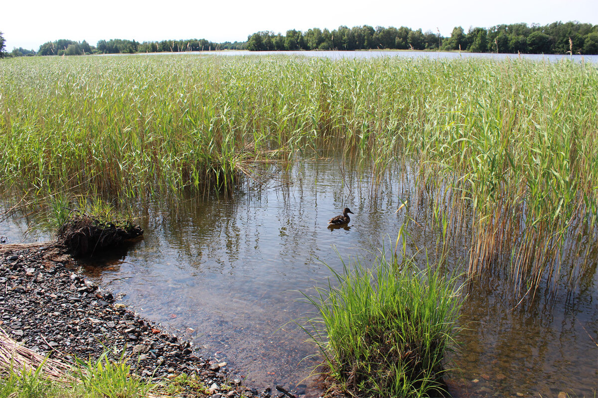 в камышах - Любовь ***