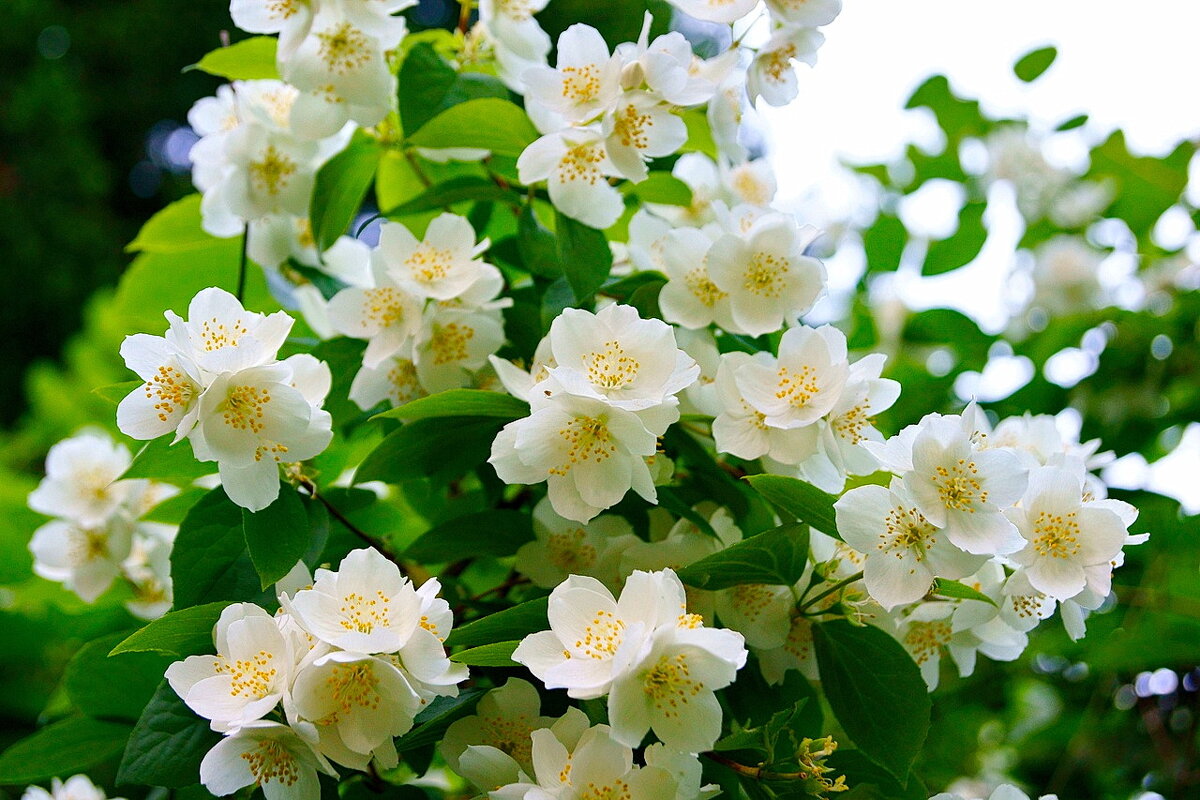 Весеннее цветение... - Игорь Тельцов