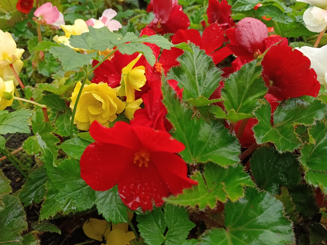 Цветы сентября - Мария Васильева