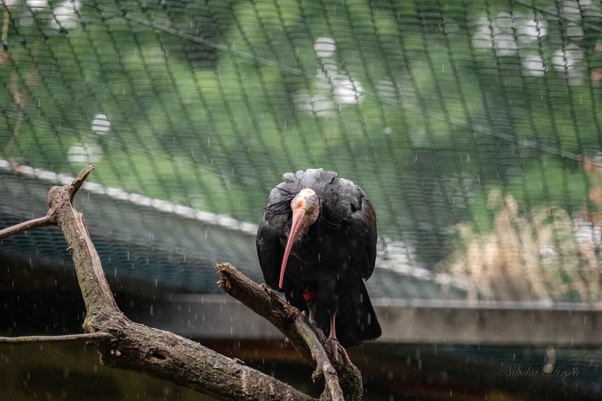 И дождь смывает все следы... - Николай Гирш