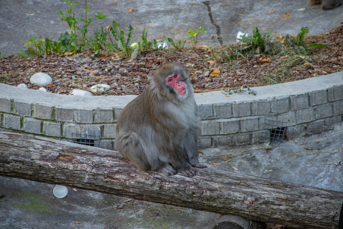 Японская макака - Andrew Японская макака - Andrew