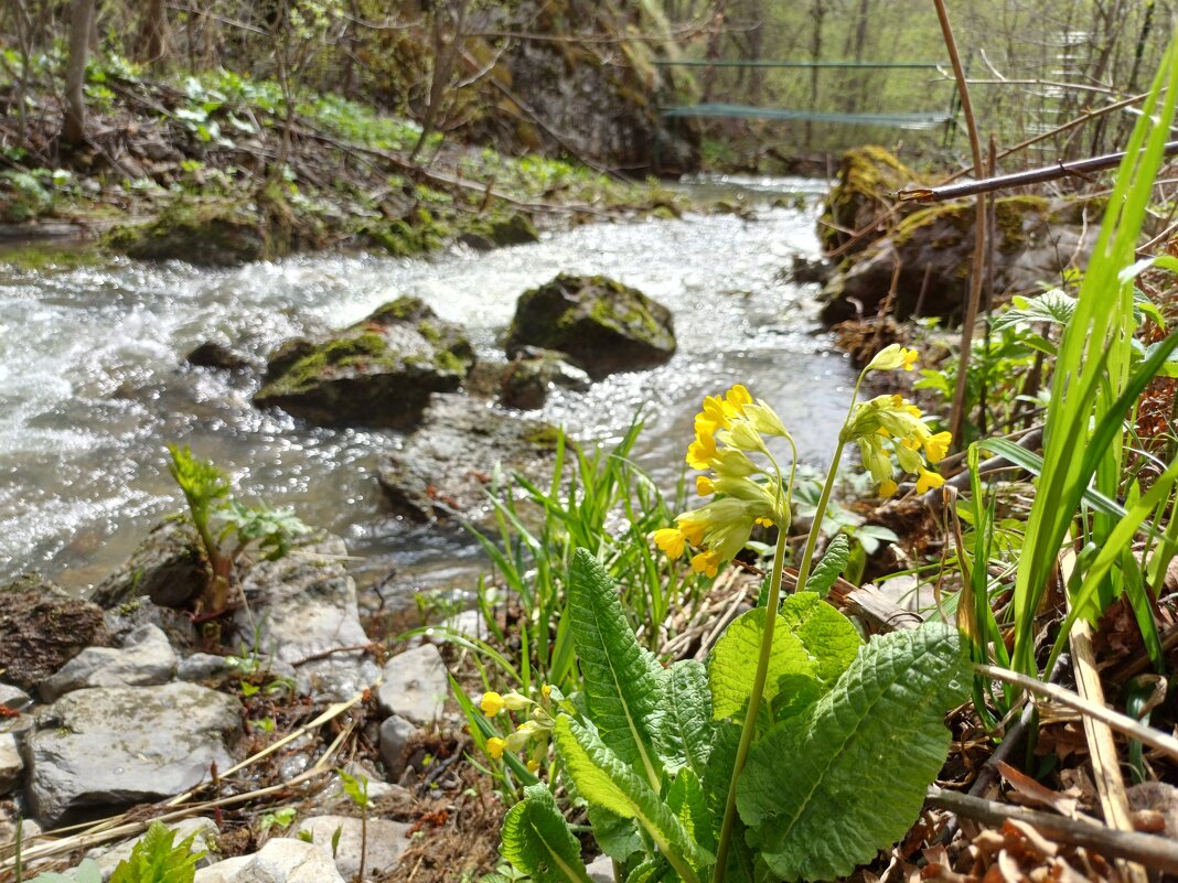 Цветение - Рустам Кашапов
