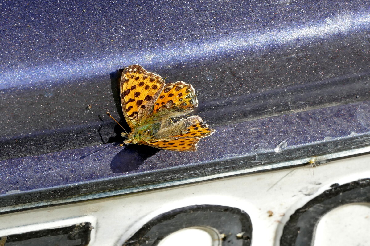 Из сегодняшней съёмки 11 - Александр Прокудин Из сегодняшней съёмки 11 - Александр Прокудин