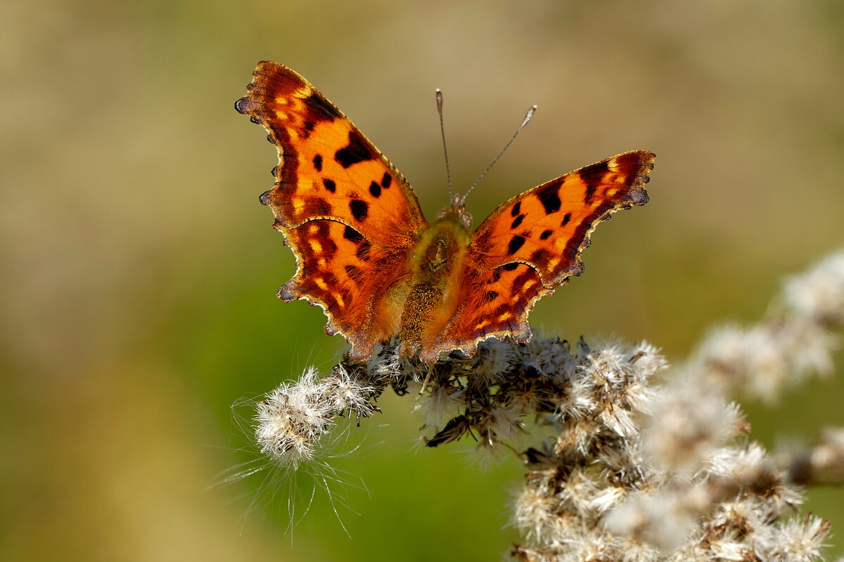 Из сегодняшней съёмки 14 - Александр Прокудин