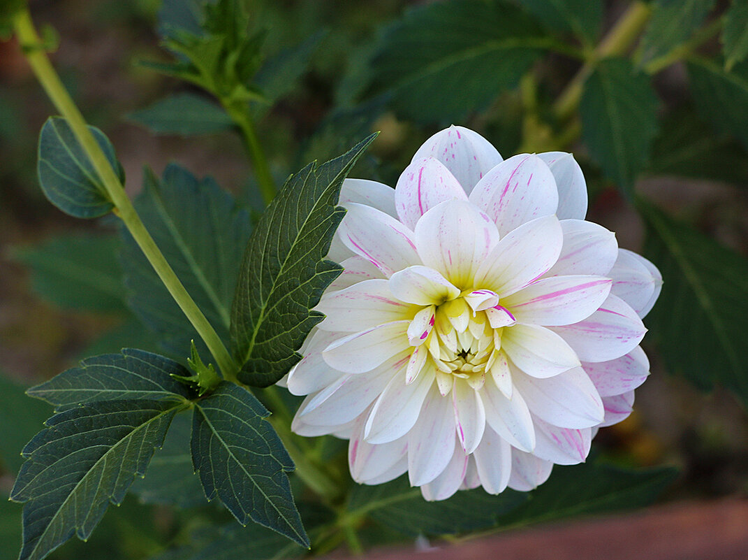 Белоснежный красавчик - Светлана 