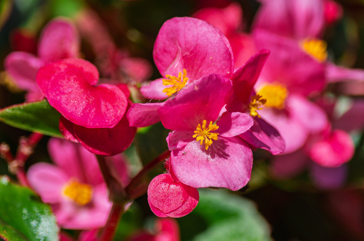 *** - Виктор Иванович Чернюк