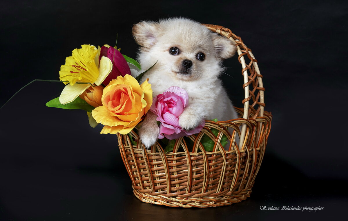 Померанский шпиц - Светлана Ищенко