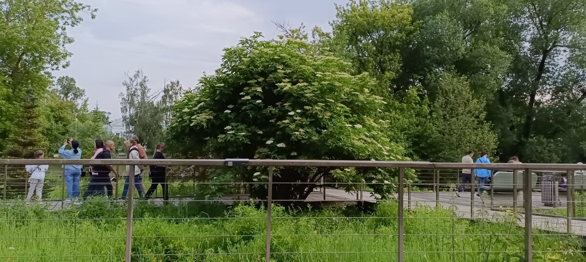 зелёный уголок ВДНХ - Галина R...