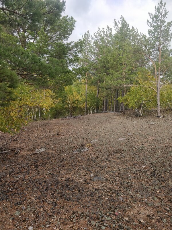 Сосновый горный лес - Андрей Хлопонин