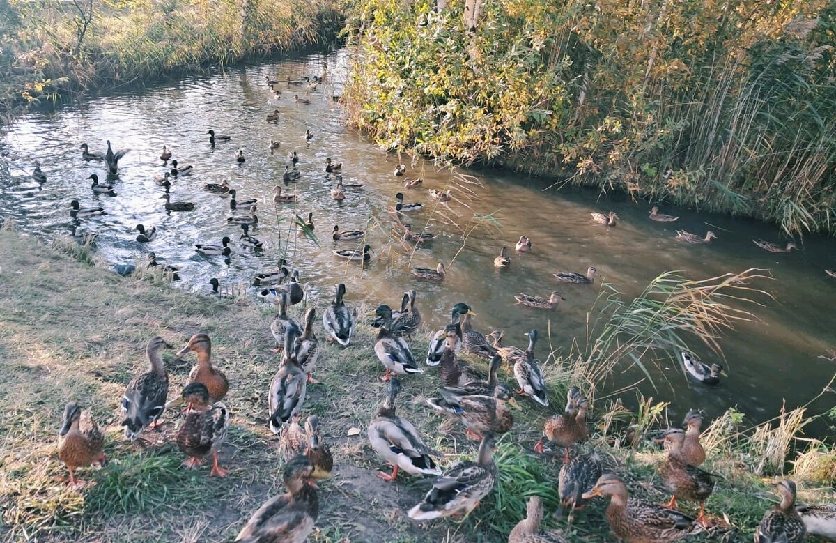 Дикая речка - Георгиевич Дикая речка - Георгиевич