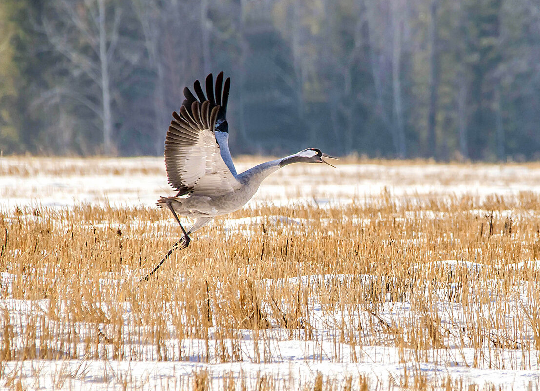Где весна то? - Михаил Белоусов
