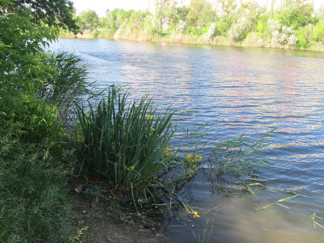июнь - Елена Шаламова июнь - Елена Шаламова