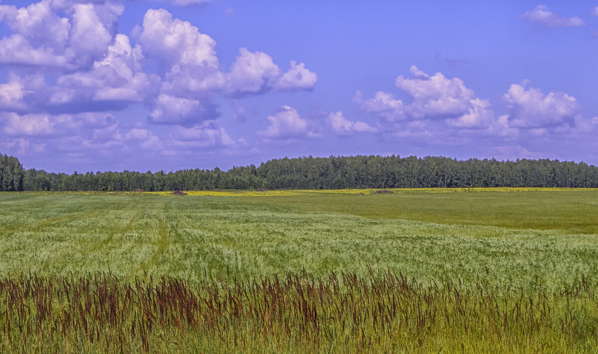 Где-то между Александровом и Кольчугино в июле - Сергей Цветков