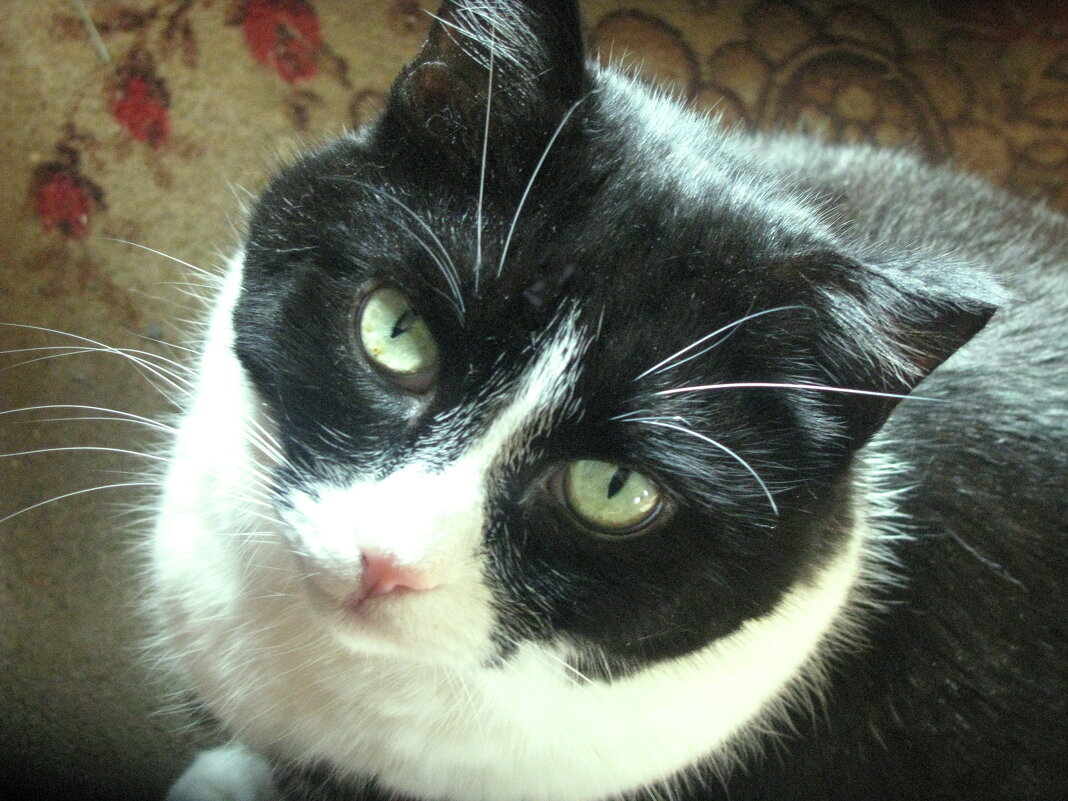 Разве я не красивый? - Людмила Смородинская