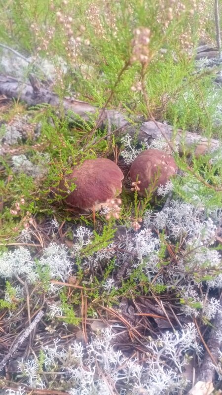 Грибной сезон в разгаре! - Ольга Грибной сезон в разгаре! - Ольга