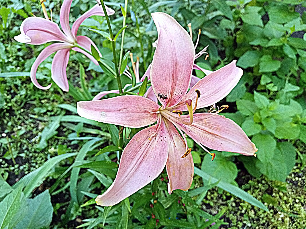 Цветы. - Владимир Драгунский Цветы. - Владимир Драгунский
