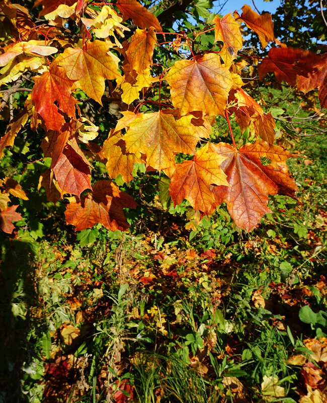 Осенние краски - Лариса Корж