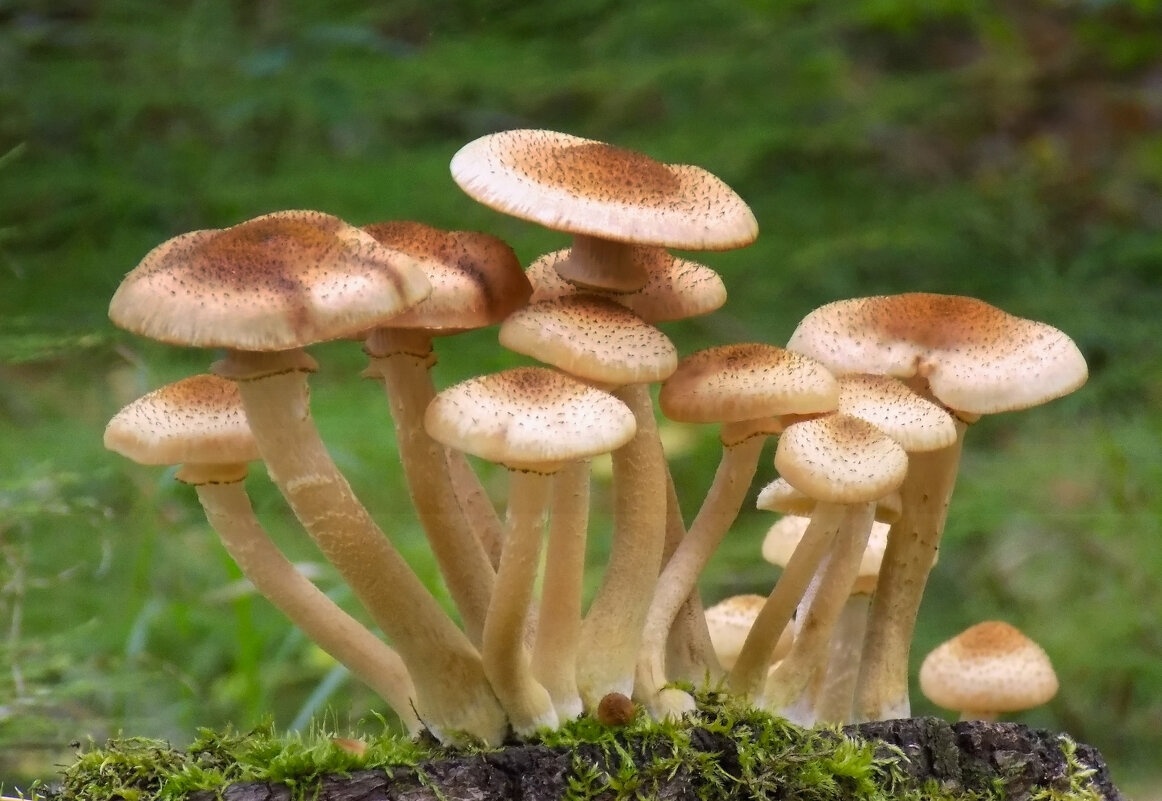 Опята - Valentina K