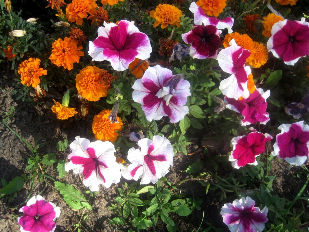 **** - Елена Семигина