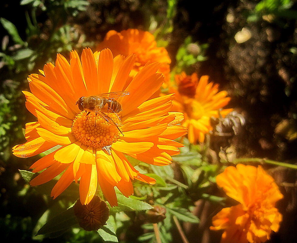 Солнечный - Елена Семигина