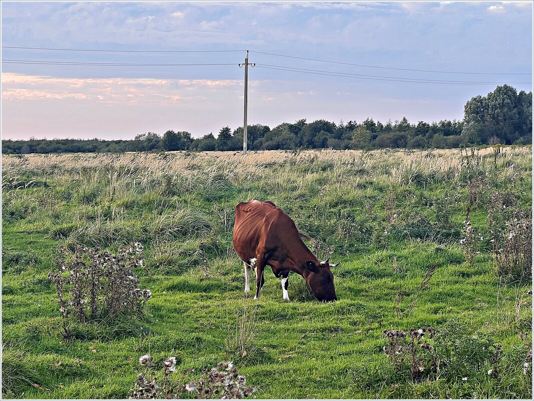 На лугу. - Валерия Комова