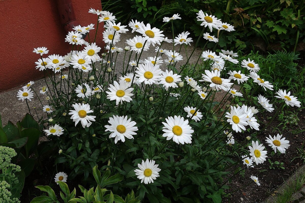 Ромашки - Рита Симонова