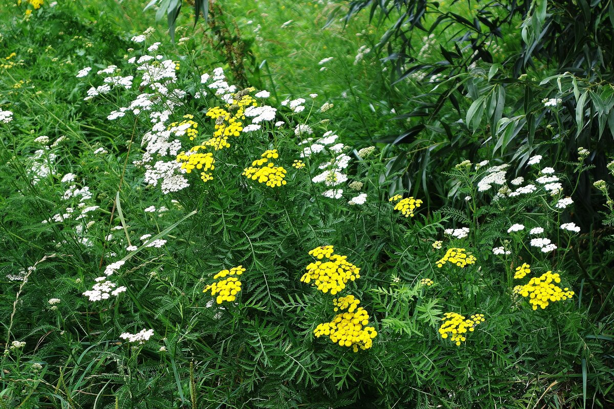 Разноцветье - Рита Симонова