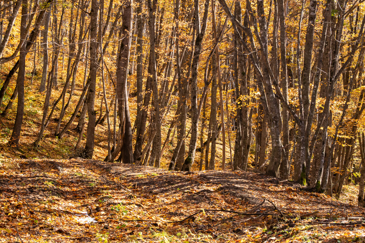 Лес в горах - Игорь Сикорский Лес в горах - Игорь Сикорский