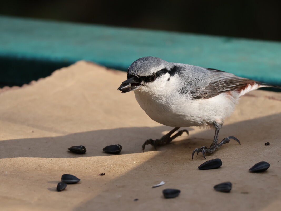Вкусные семечки - Иван Ермен