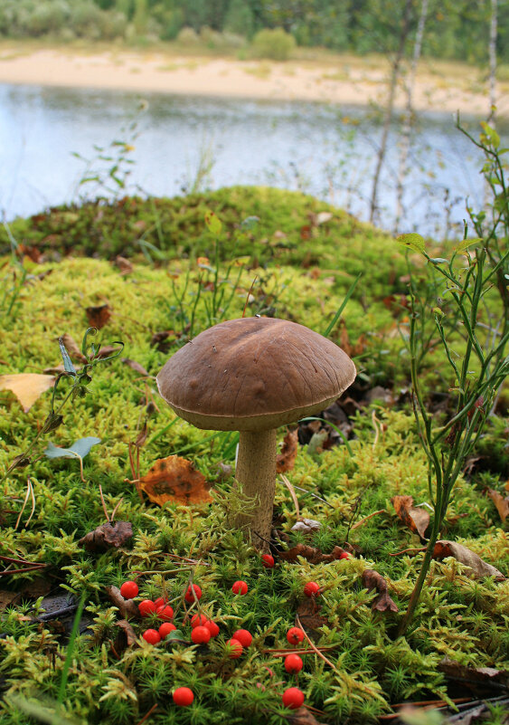 Представитель осени... - Галина Ильясова Представитель осени... - Галина Ильясова