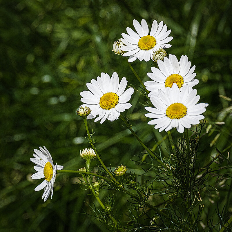 Ромашки. - Александр 