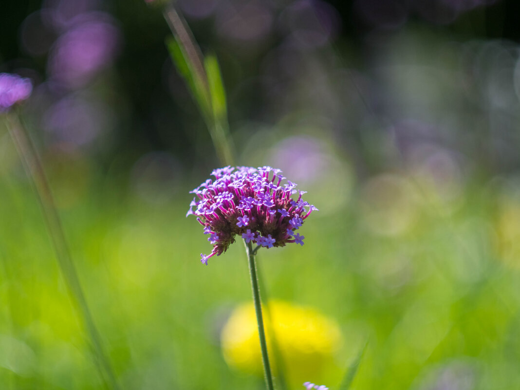 ___ - Yuriy V ___ - Yuriy V