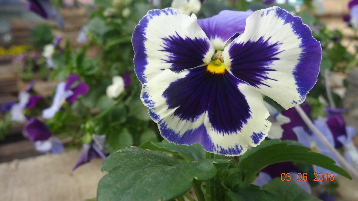 ВИОЛА - СЕРГЕЙ ФИЛОЧКИН