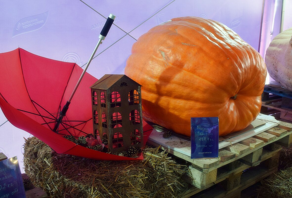 В царстве тыкв. - Татьяна Помогалова