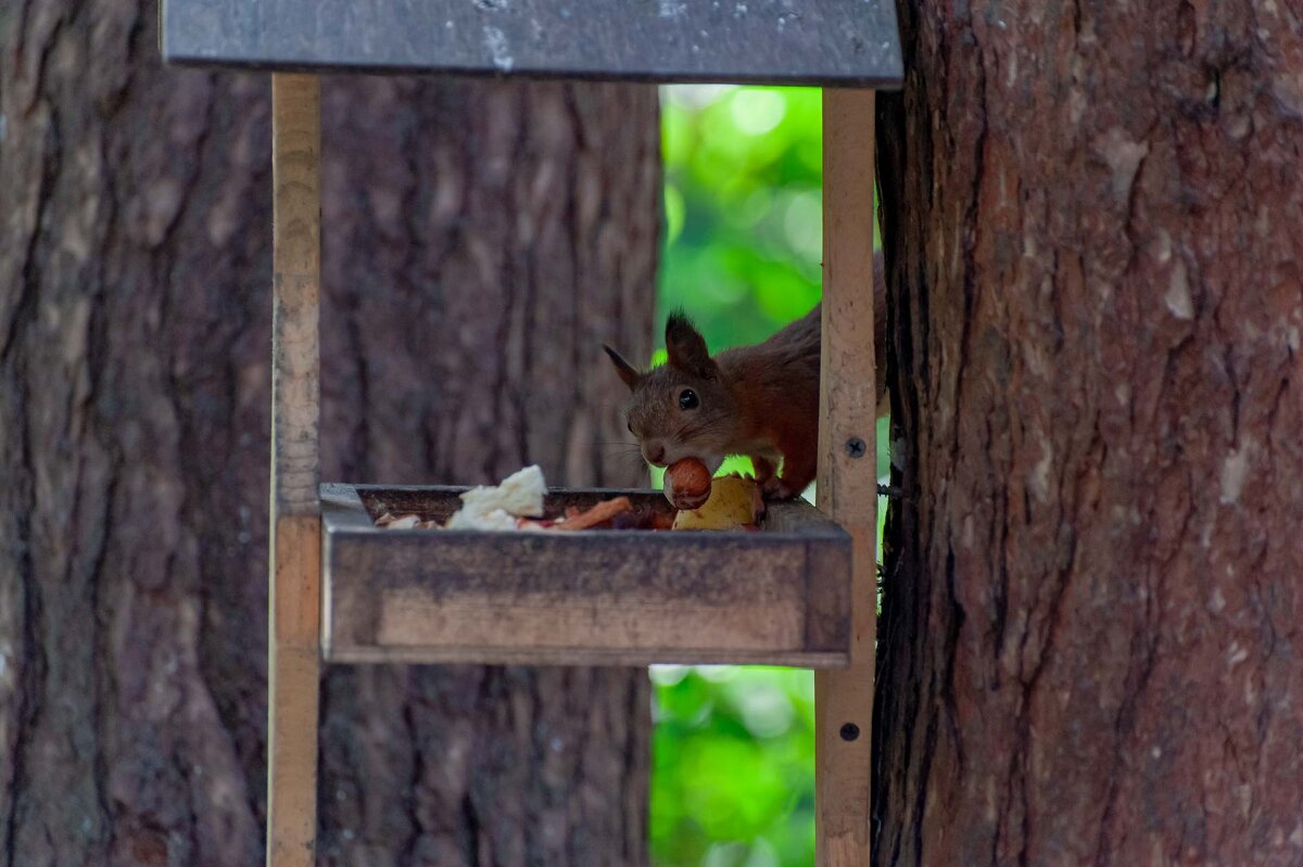 белка - Serega Alucard X2