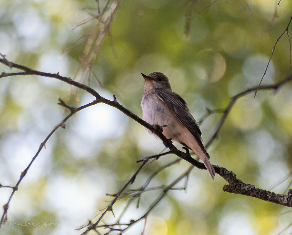 Не знаю кто это. - Андрей Андрианов Не знаю кто это. - Андрей Андрианов
