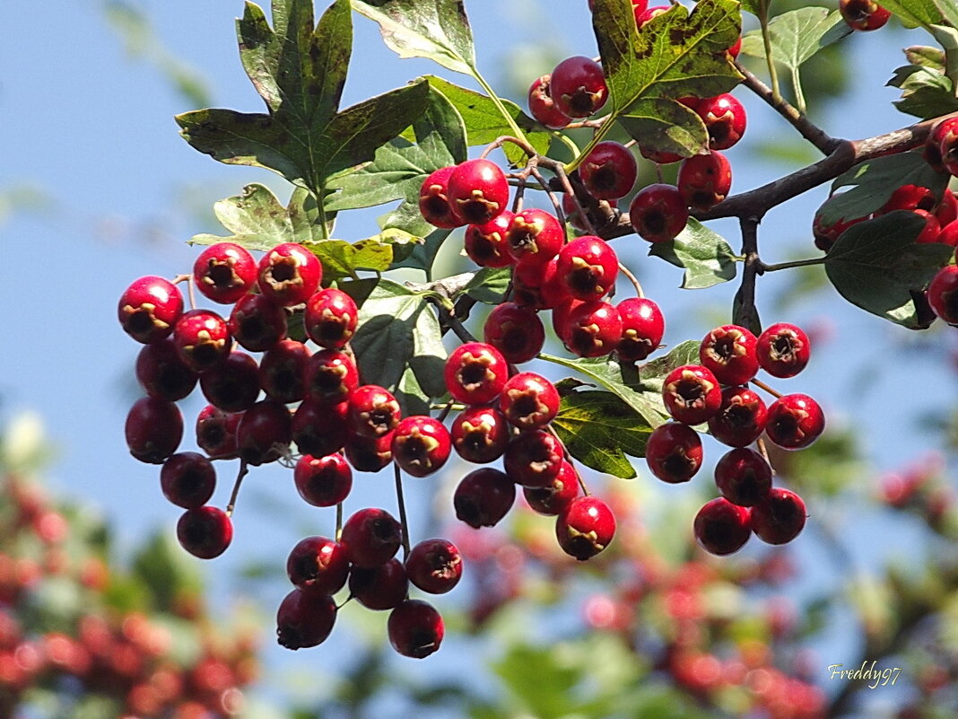 Целебный куст ягодами густ, одет по-боярски, лечит по-царски. - Freddy 97