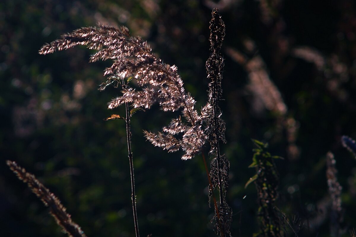 Просто травинка - Наталья Лакомова Просто травинка - Наталья Лакомова